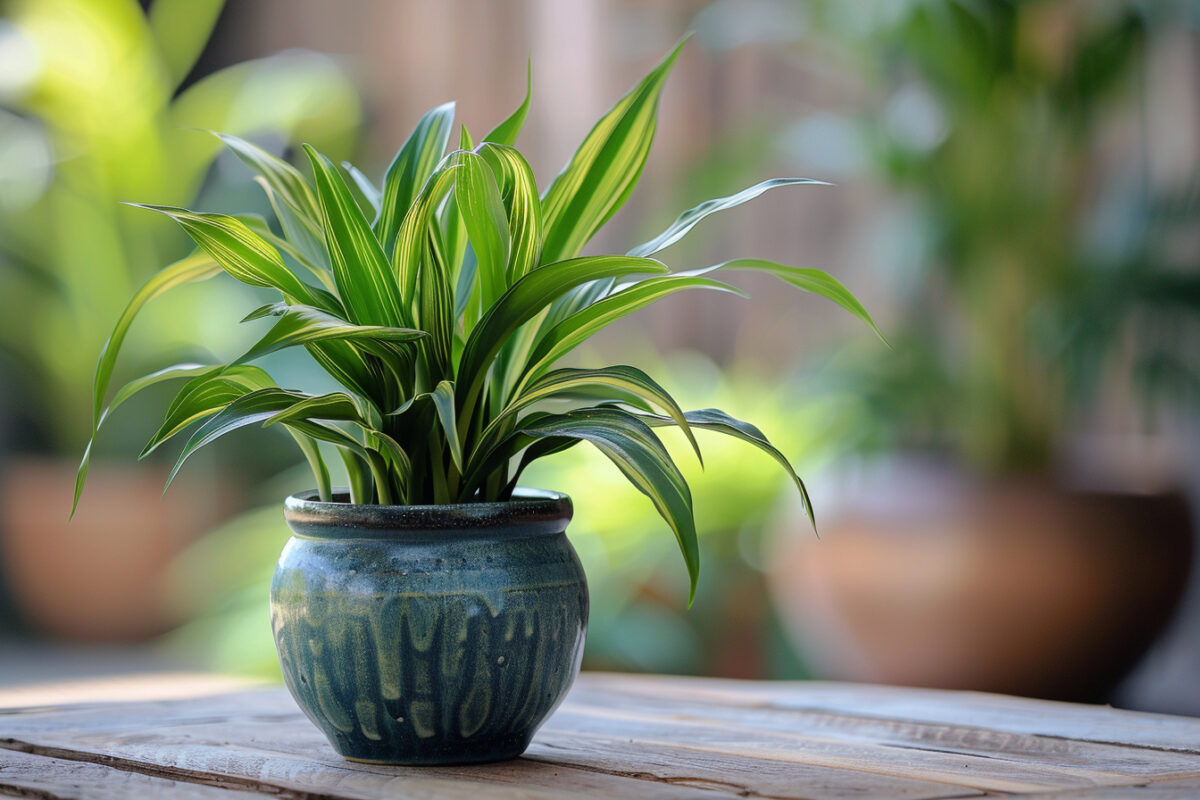 Quelle était la méthode de grand-mère pour des plantes grimpantes vigoureuses ?